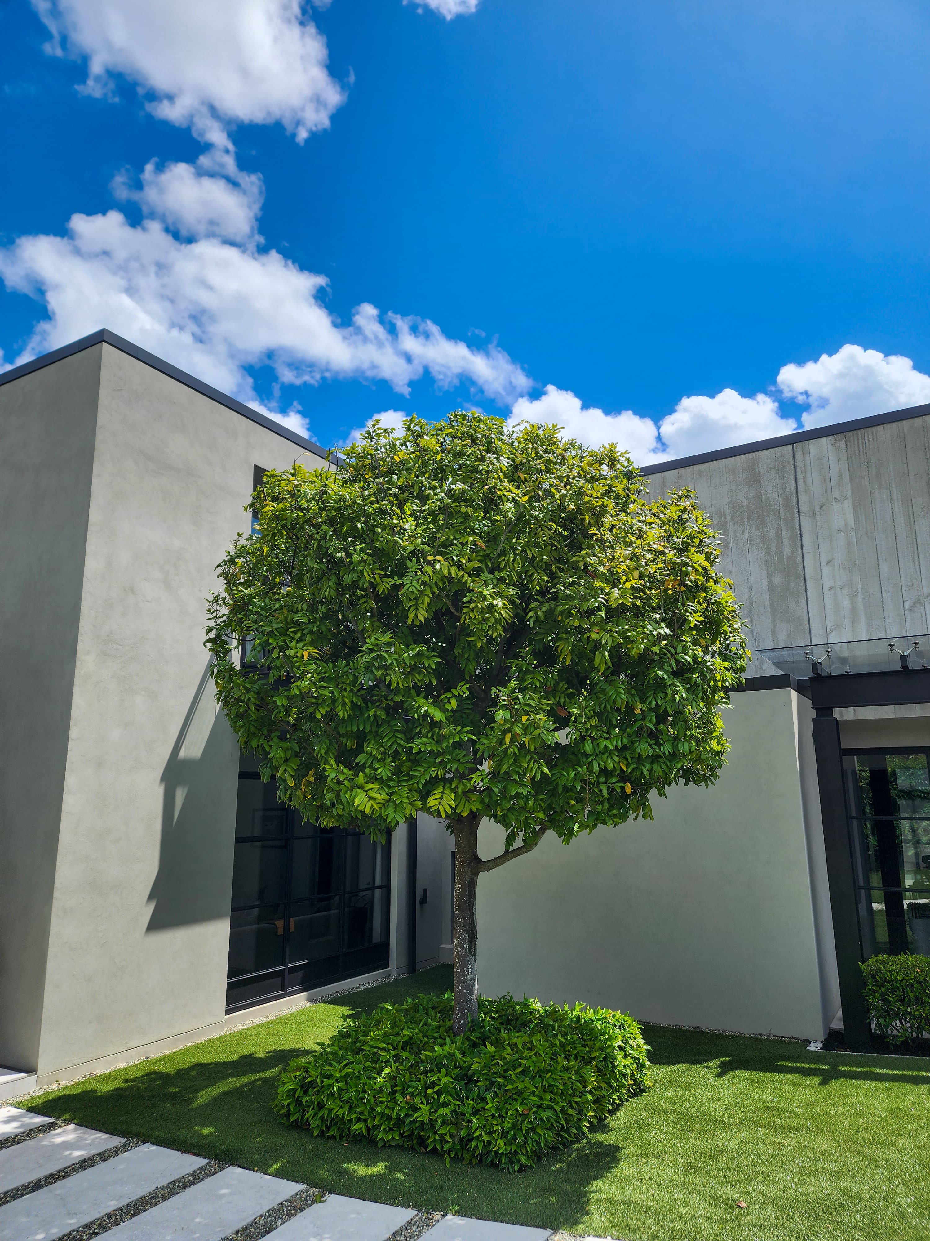 Large Titoki topiary at a residential property in Remuera.