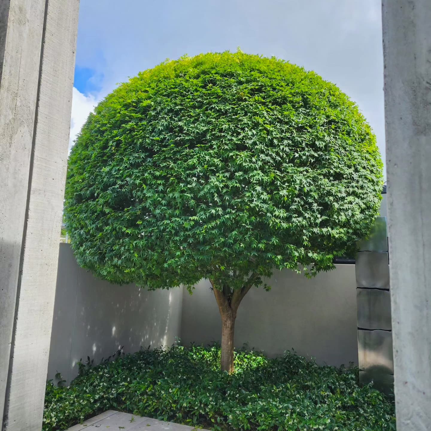 Large Maple topiary at a residential property in Remuera.