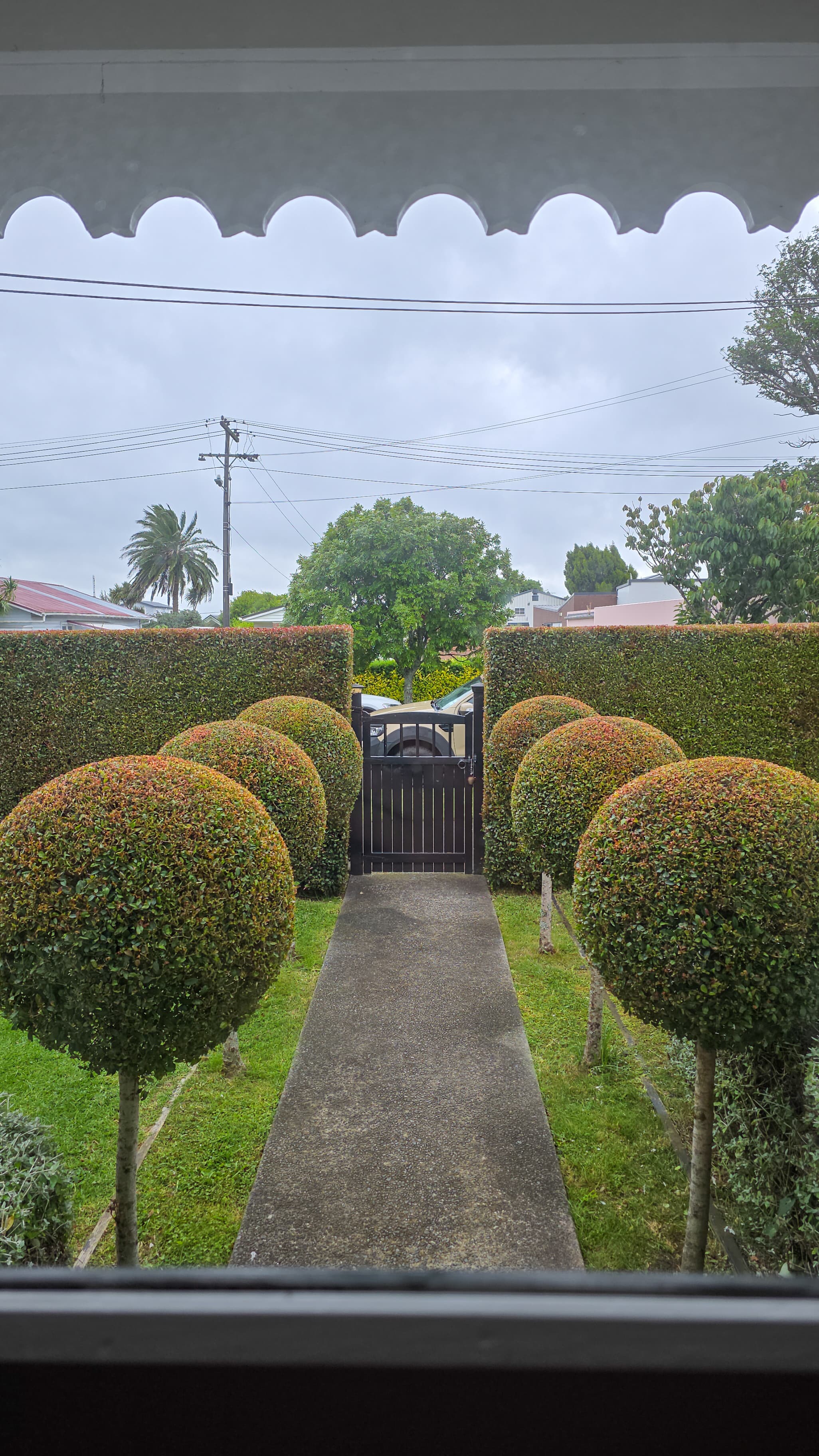 Eugenia topiaries at a residential property in Point Chevalier.
