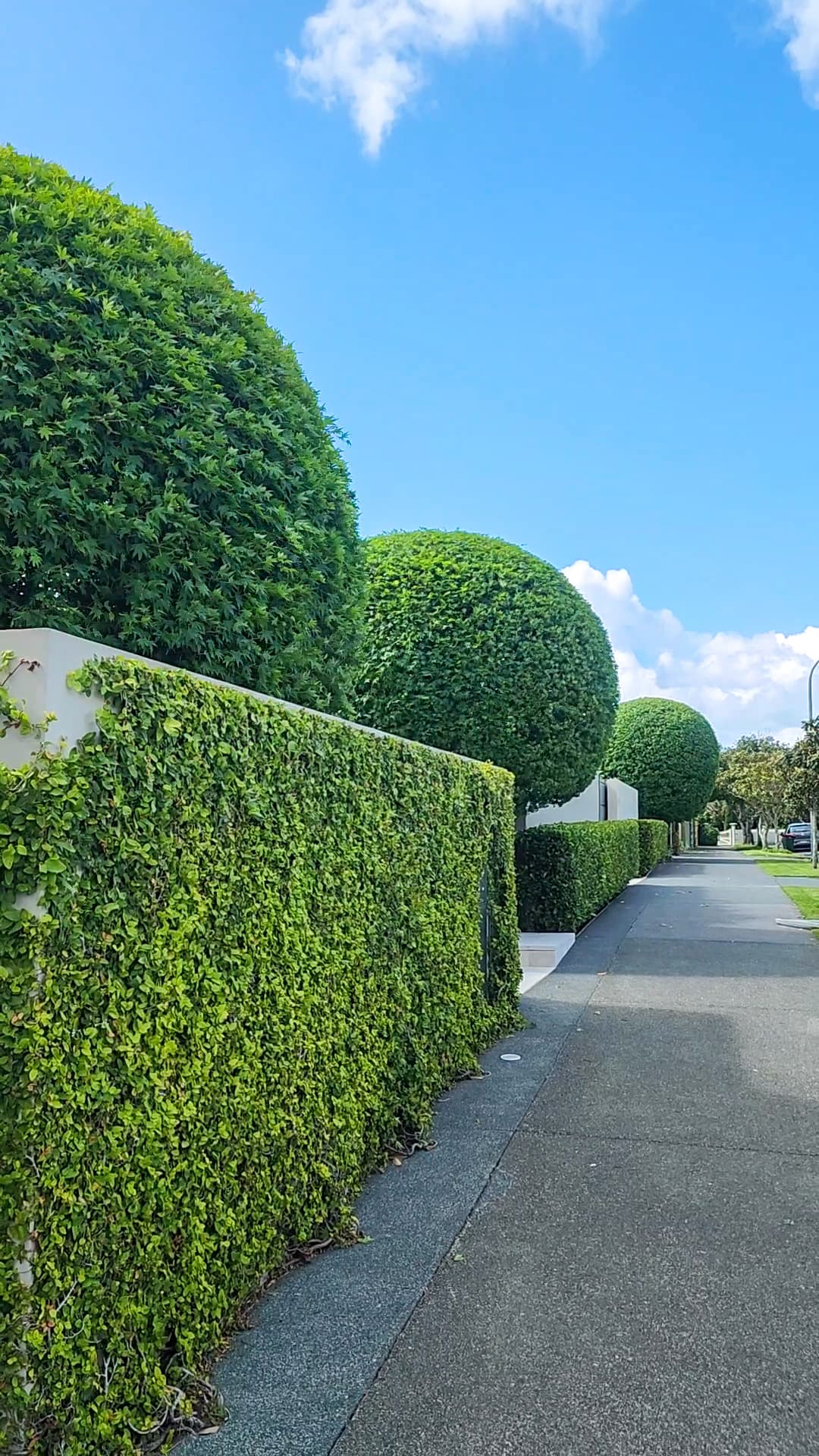 Large Maple topiaries at a home in Remuera.